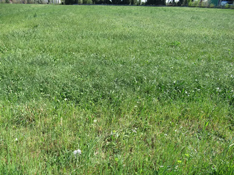 Immagine 7 di Terreno in vendita  in via treviso a Trevignano