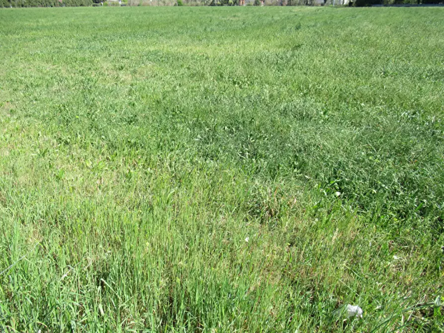 Immagine 9 di Terreno in vendita  in via treviso a Trevignano