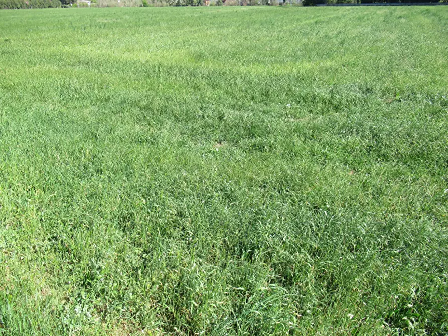 Immagine 10 di Terreno in vendita  in via treviso a Trevignano