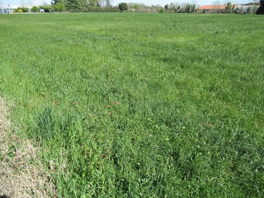Immagine 12 di Terreno in vendita  in via treviso a Trevignano