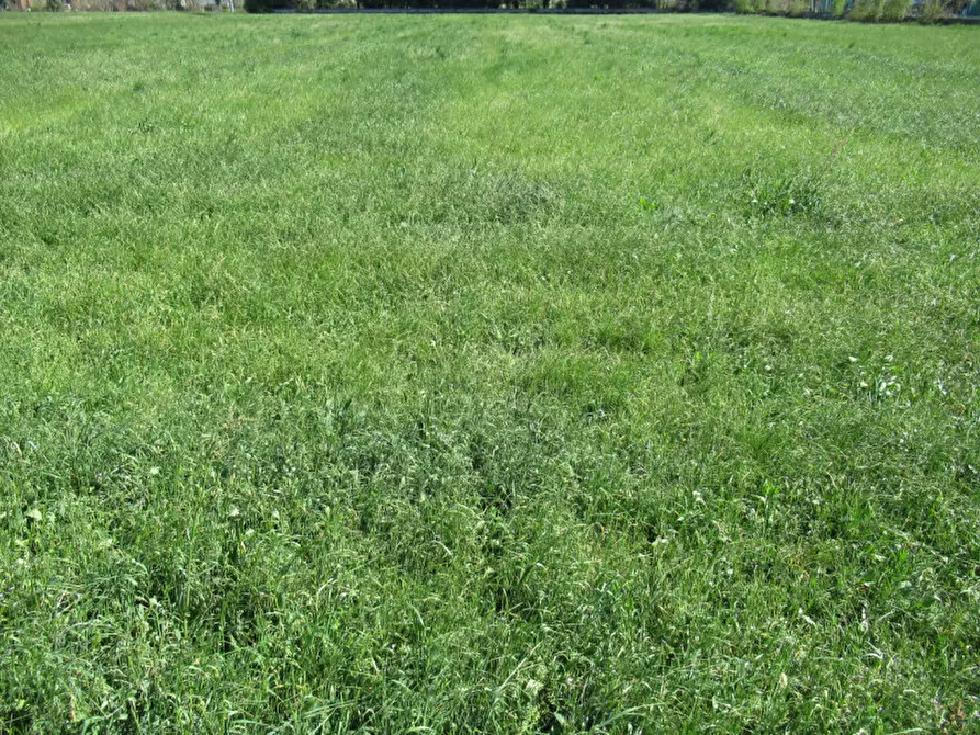 Immagine 14 di Terreno in vendita  in via treviso a Trevignano