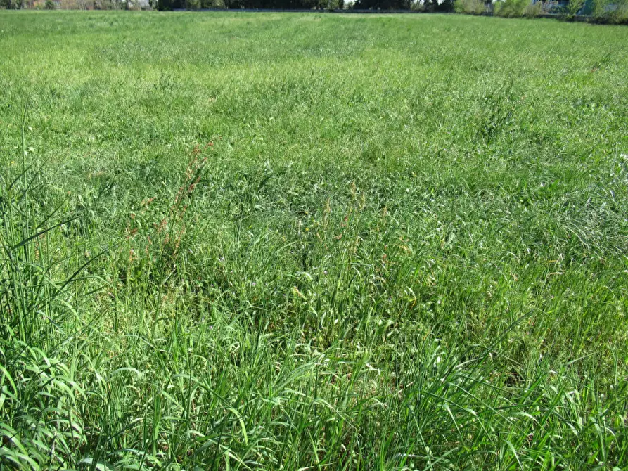 Immagine 17 di Terreno in vendita  in via treviso a Trevignano