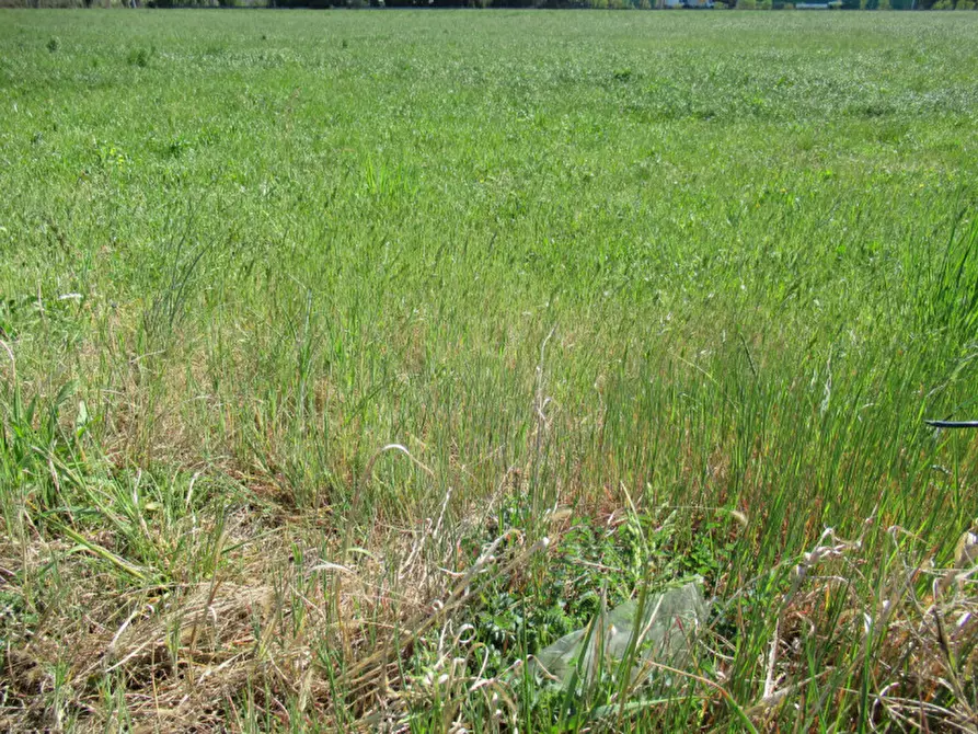 Immagine 19 di Terreno in vendita  in via treviso a Trevignano
