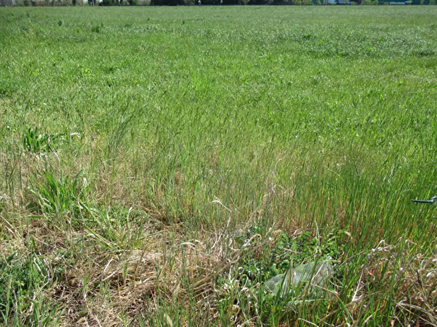 Immagine 21 di Terreno in vendita  in via treviso a Trevignano