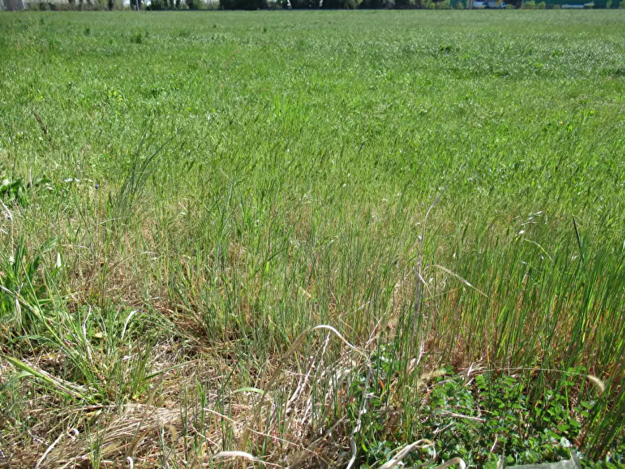 Immagine 22 di Terreno in vendita  in via treviso a Trevignano