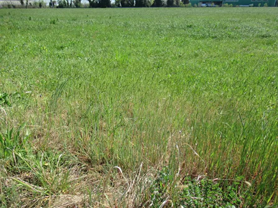 Immagine 23 di Terreno in vendita  in via treviso a Trevignano