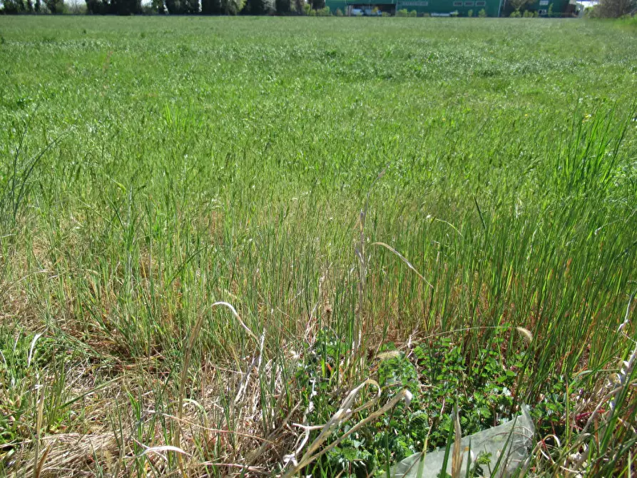 Immagine 24 di Terreno in vendita  in via treviso a Trevignano