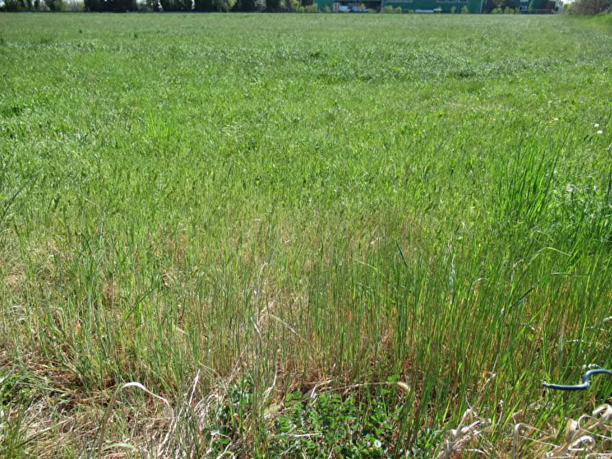 Immagine 25 di Terreno in vendita  in via treviso a Trevignano