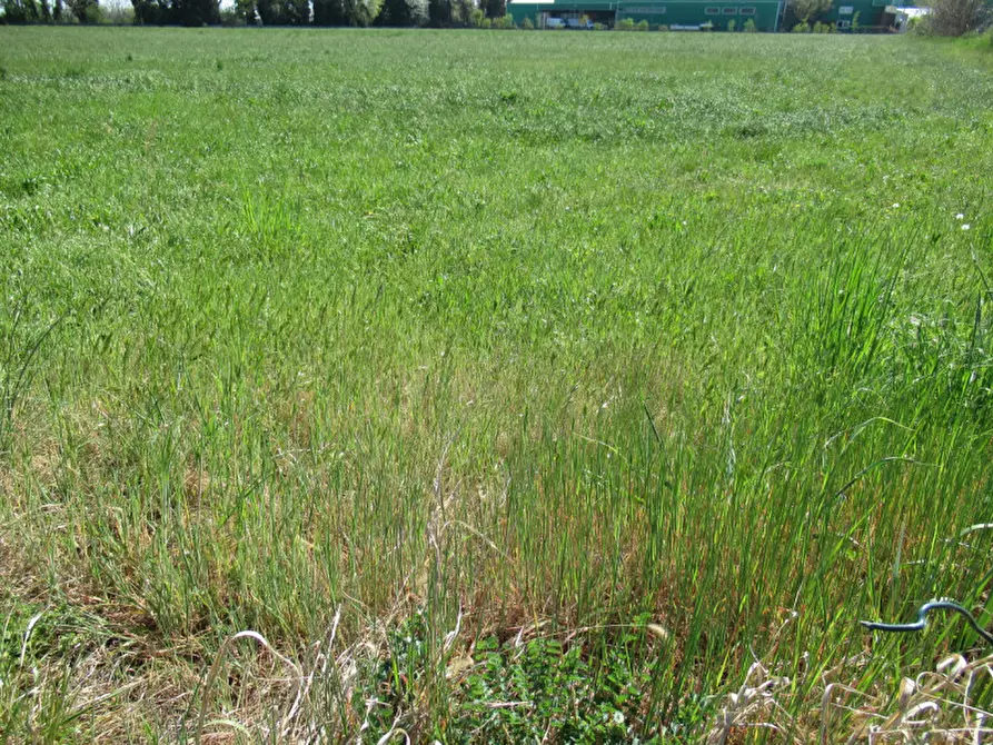 Immagine 26 di Terreno in vendita  in via treviso a Trevignano