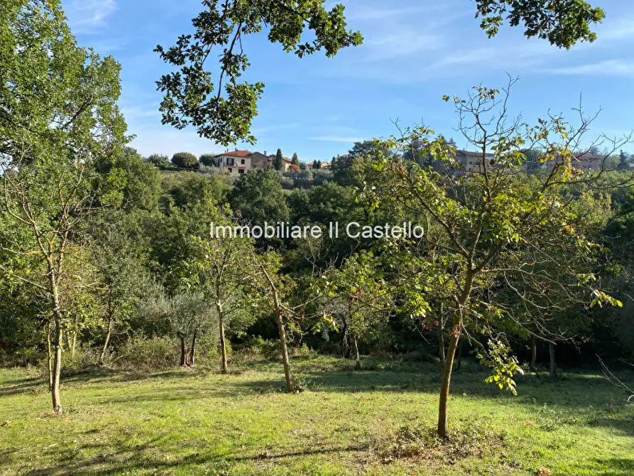 Immagine 4 di Terreno in vendita  a Paciano