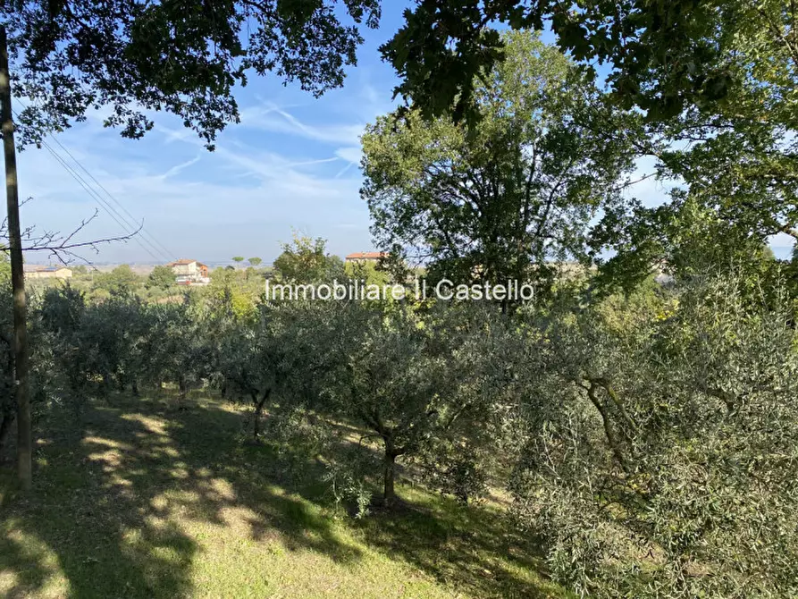 Immagine 6 di Terreno in vendita  a Paciano