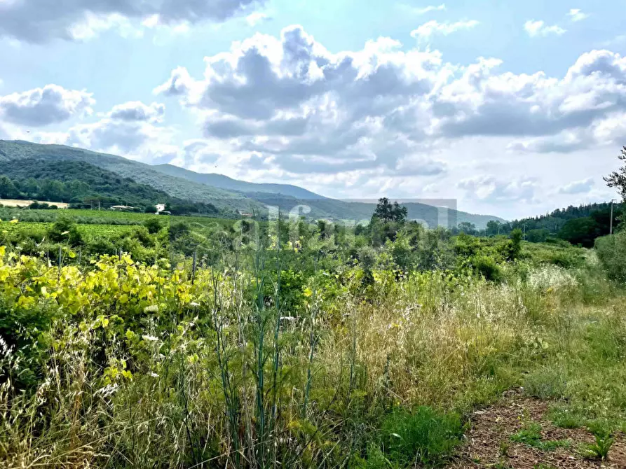 Immagine 32 di Terreno in vendita  a Castiglione Della Pescaia