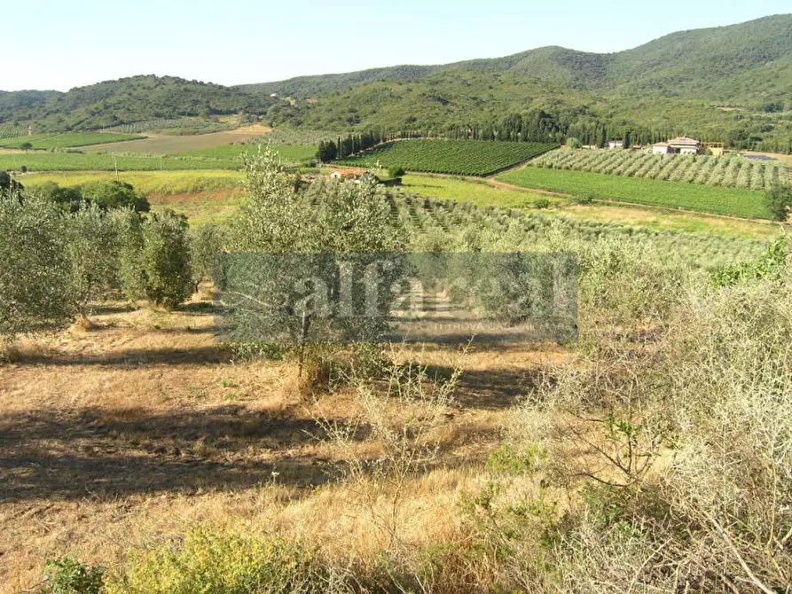 Immagine 36 di Terreno in vendita  a Castiglione Della Pescaia