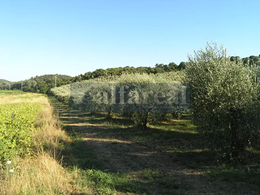 Immagine 39 di Terreno in vendita  a Castiglione Della Pescaia