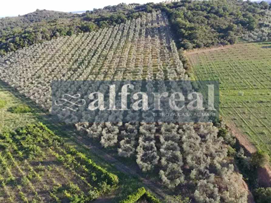 Immagine 41 di Terreno in vendita  a Castiglione Della Pescaia