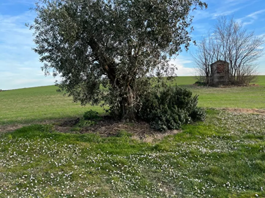Immagine 43 di Rustico / casale in vendita  in Via San Vincenzo a Ostra