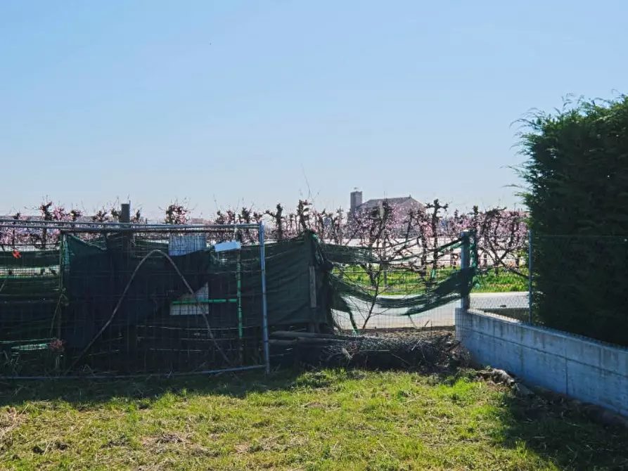 Immagine 10 di Terreno in vendita  a Pernumia