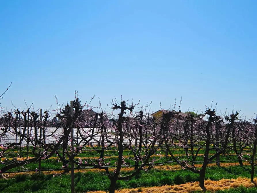 Immagine 11 di Terreno in vendita  a Pernumia