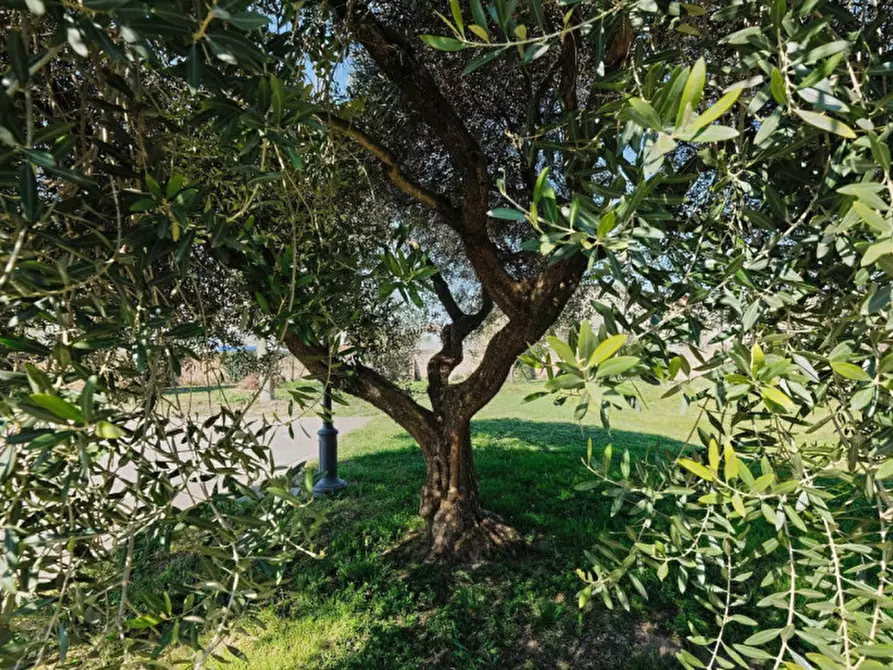 Immagine 16 di Terreno in vendita  a Pernumia