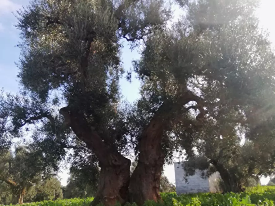 Immagine 41 di Rustico / casale in vendita  a Fasano