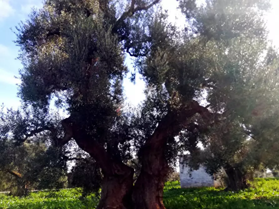 Immagine 42 di Rustico / casale in vendita  a Fasano