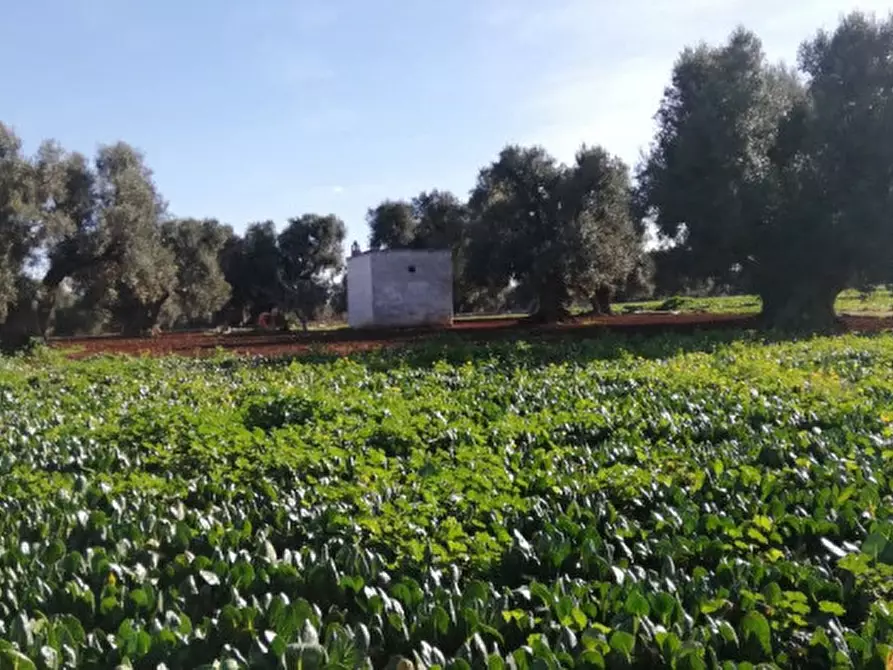 Immagine 43 di Rustico / casale in vendita  a Fasano