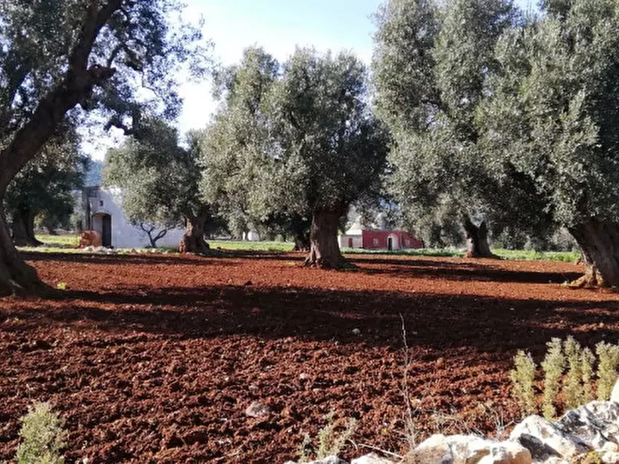 Immagine 45 di Rustico / casale in vendita  a Fasano