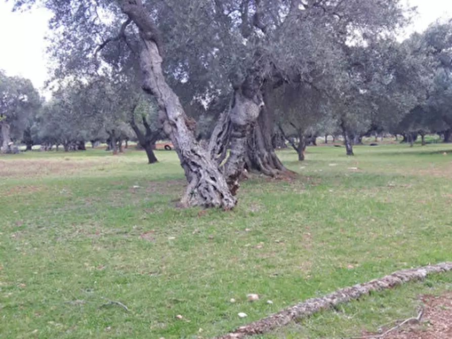 Immagine 21 di Rustico / casale in vendita  in C.da Pezza La Spina a Ostuni
