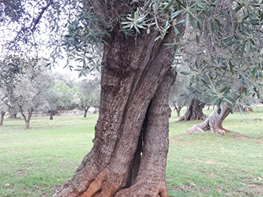 Immagine 22 di Rustico / casale in vendita  in C.da Pezza La Spina a Ostuni