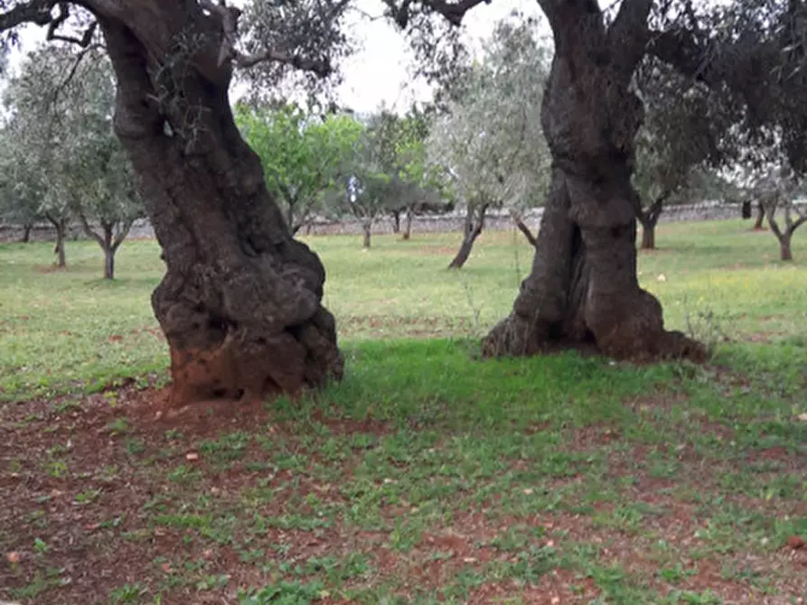 Immagine 23 di Rustico / casale in vendita  in C.da Pezza La Spina a Ostuni
