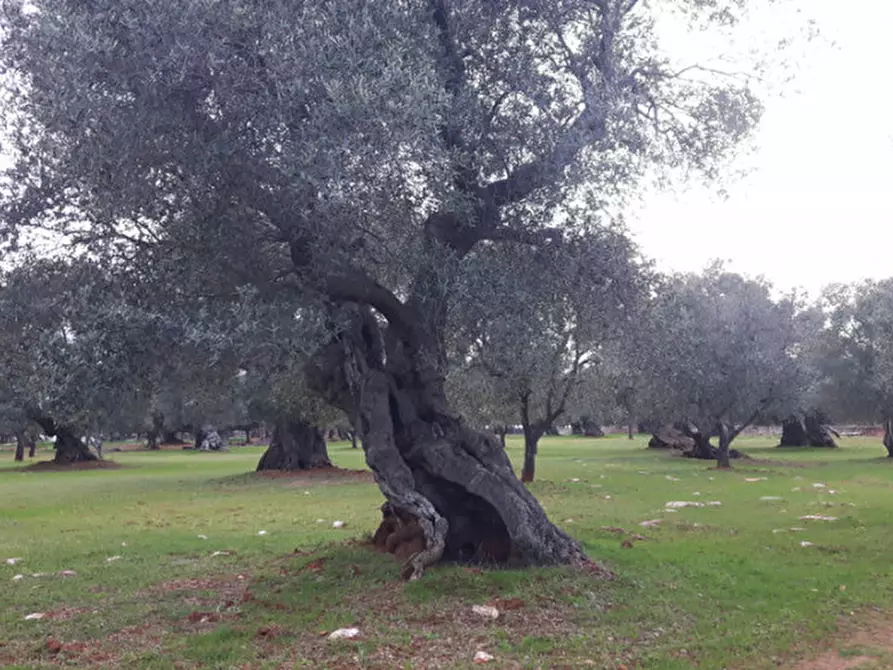 Immagine 27 di Rustico / casale in vendita  in C.da Pezza La Spina a Ostuni