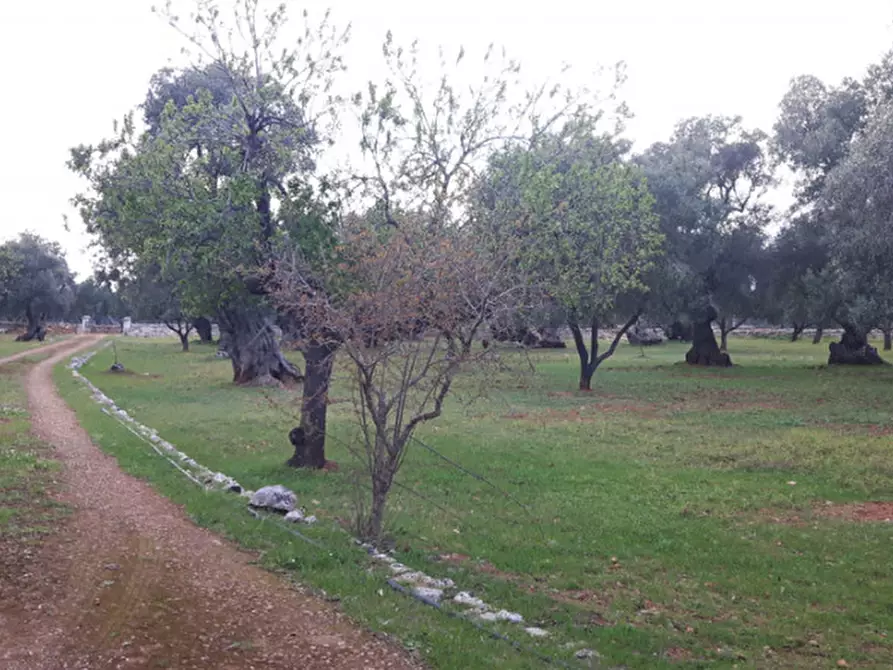 Immagine 31 di Rustico / casale in vendita  in C.da Pezza La Spina a Ostuni