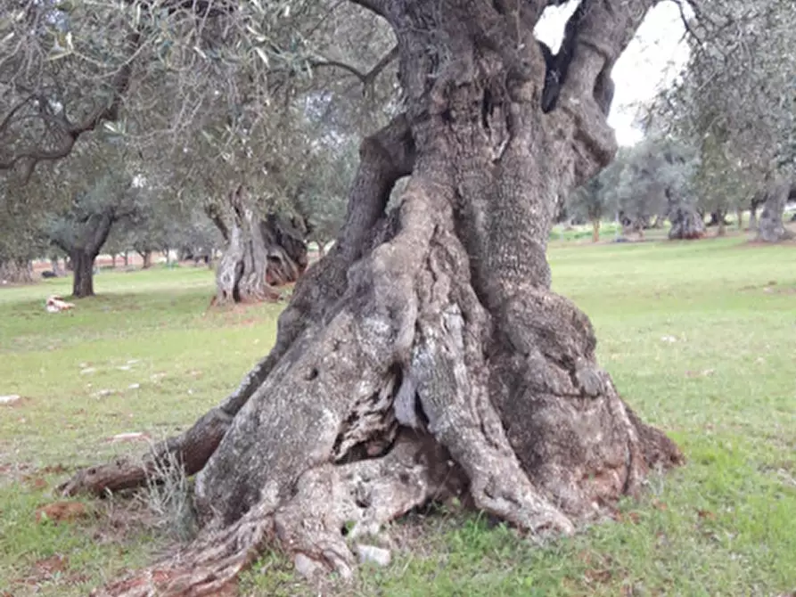 Immagine 32 di Rustico / casale in vendita  in C.da Pezza La Spina a Ostuni