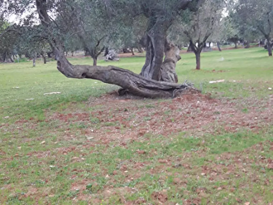 Immagine 33 di Rustico / casale in vendita  in C.da Pezza La Spina a Ostuni