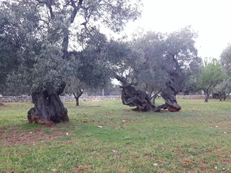 Immagine 34 di Rustico / casale in vendita  in C.da Pezza La Spina a Ostuni
