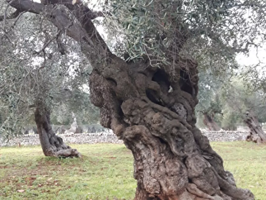Immagine 35 di Rustico / casale in vendita  in C.da Pezza La Spina a Ostuni
