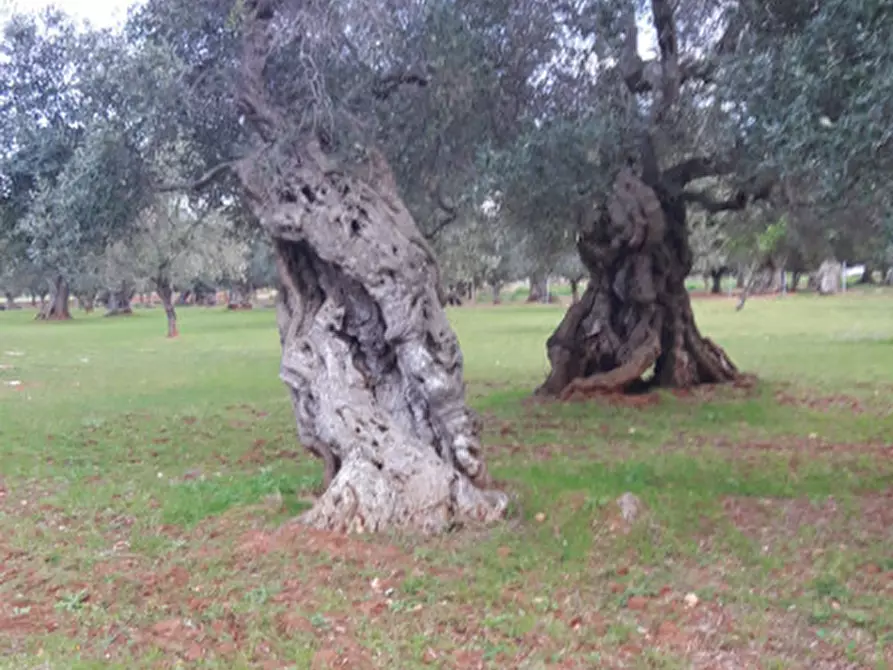 Immagine 36 di Rustico / casale in vendita  in C.da Pezza La Spina a Ostuni