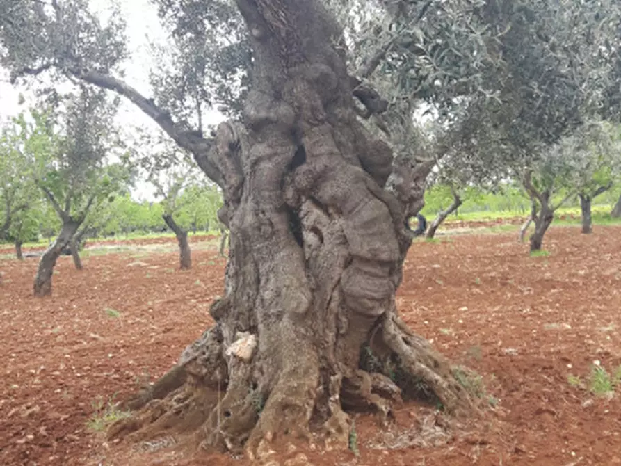 Immagine 5 di Rustico / casale in vendita  in C.da Lamacavallo a Ostuni