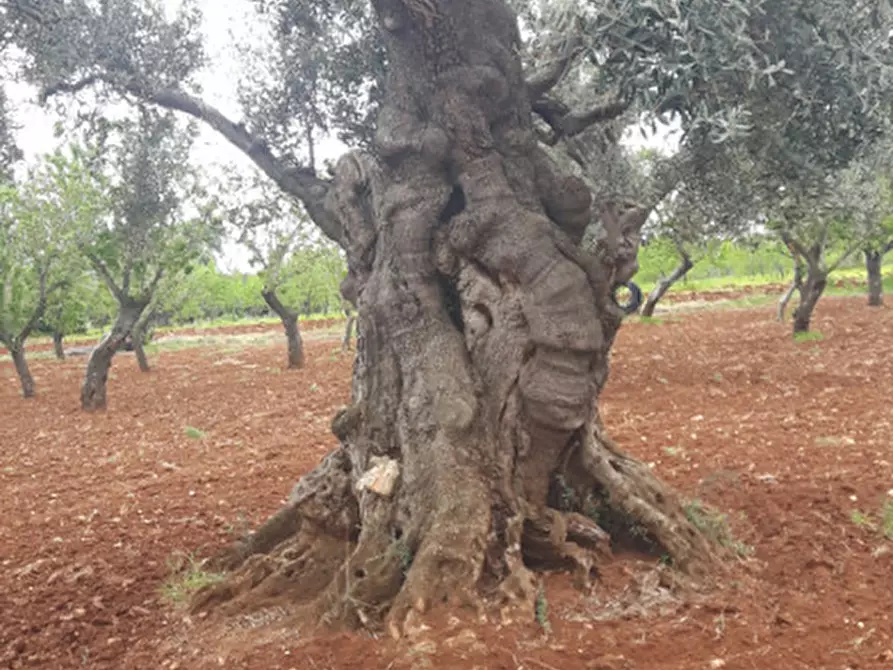Immagine 6 di Rustico / casale in vendita  in C.da Lamacavallo a Ostuni