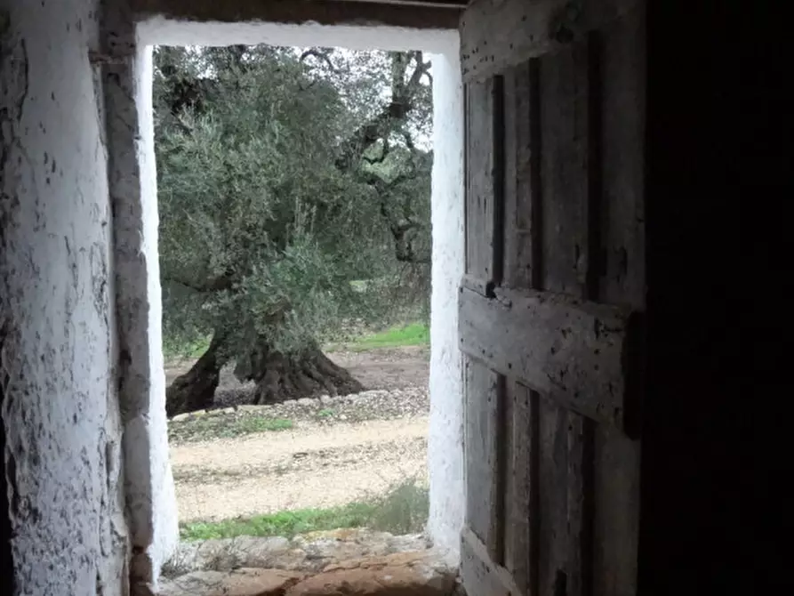 Immagine 50 di Rustico / casale in vendita  a Fasano