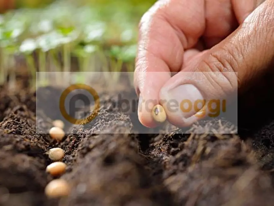 Immagine 6 di Terreno in vendita  a Marostica