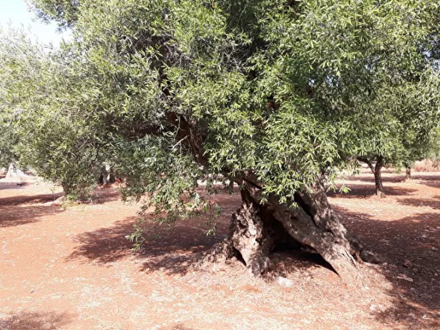 Immagine 2 di Rustico / casale in vendita  in C.da Casalini a Ostuni
