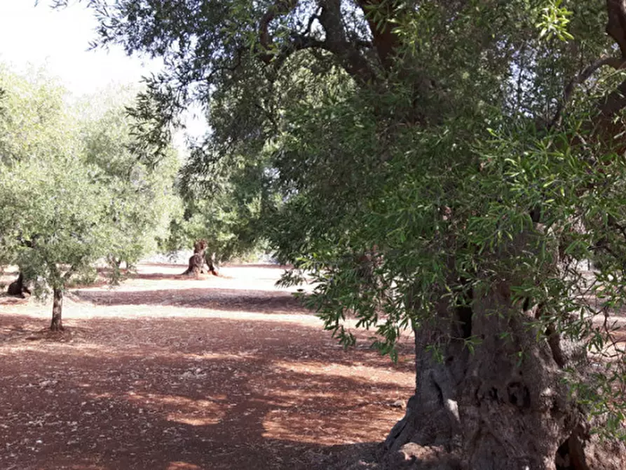 Immagine 3 di Rustico / casale in vendita  in C.da Casalini a Ostuni