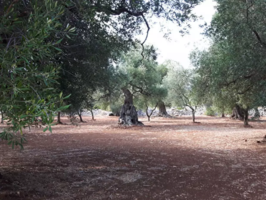 Immagine 7 di Rustico / casale in vendita  in C.da Casalini a Ostuni