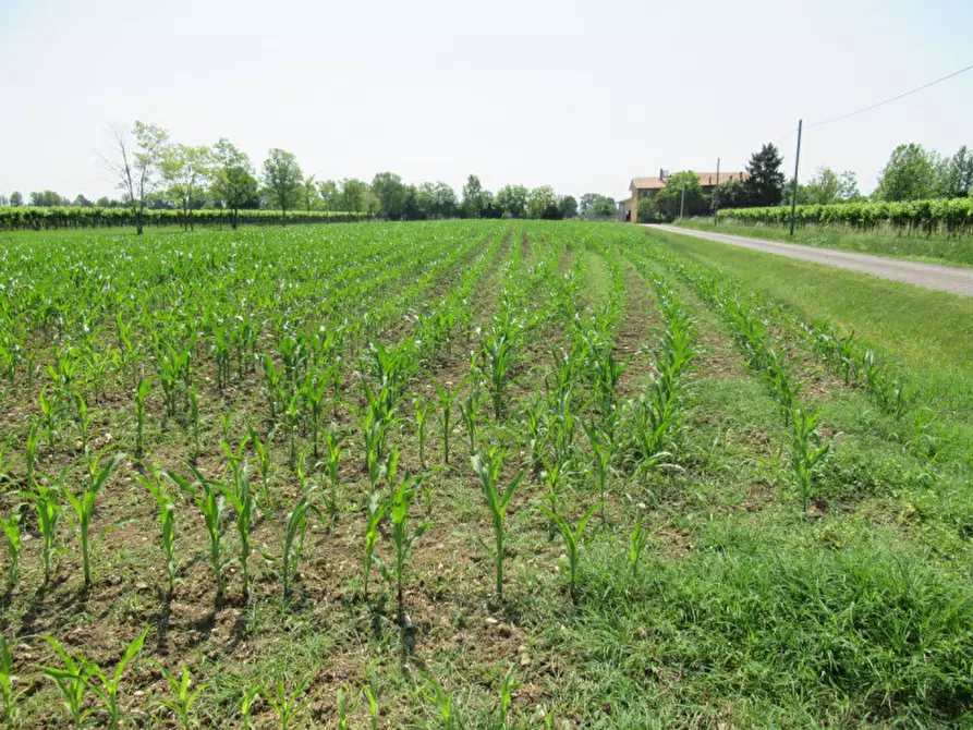 Immagine 7 di Terreno in vendita  in via graere a Carbonera