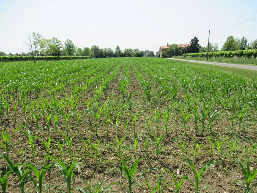 Immagine 13 di Terreno in vendita  in via graere a Carbonera