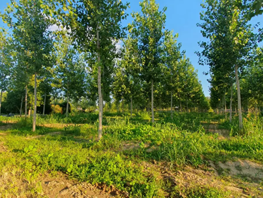 Immagine 11 di Terreno in vendita  in VIA PADOVANE a Massanzago