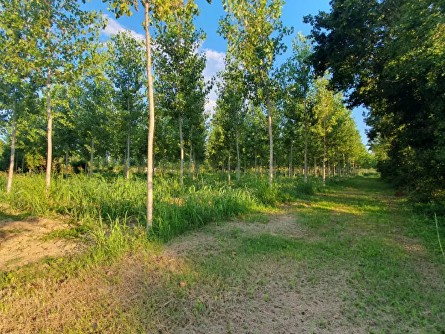 Immagine 13 di Terreno in vendita  in VIA PADOVANE a Massanzago