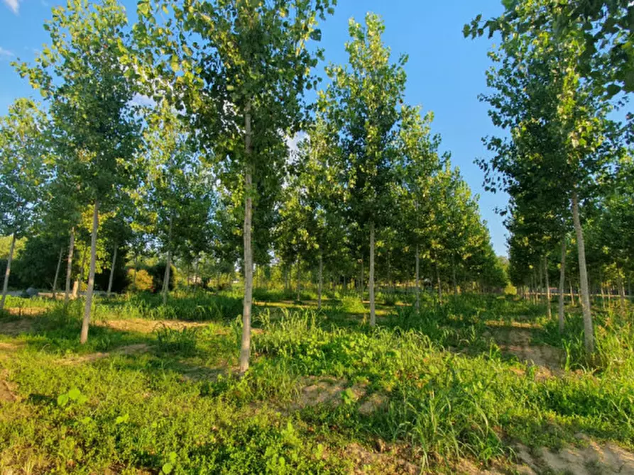 Immagine 17 di Terreno in vendita  in VIA PADOVANE a Massanzago
