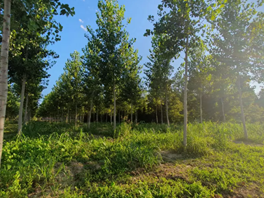 Immagine 18 di Terreno in vendita  in VIA PADOVANE a Massanzago